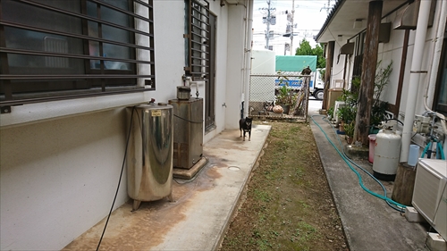 23日・迷子のくろいぬ！