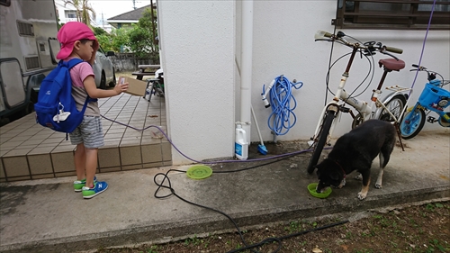 23日・迷子のくろいぬ！