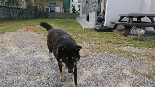 23日・迷子のくろいぬ！