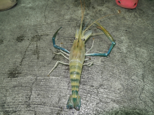 6EZݑp5ځIp̃Grނ͂߂ႭAcI(Rs[)