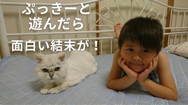 27日・飼い猫ぷっきーと遊んだら面白い結末がw