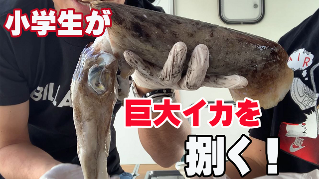 26日・沖縄の素潜り小学生が初めてコウイカを捌いてみた！【コウイカの捌き方】